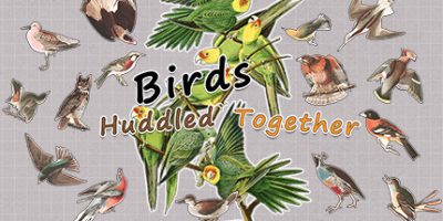 挤在一起的鸟鸟|官方中文|Birds Huddled Together